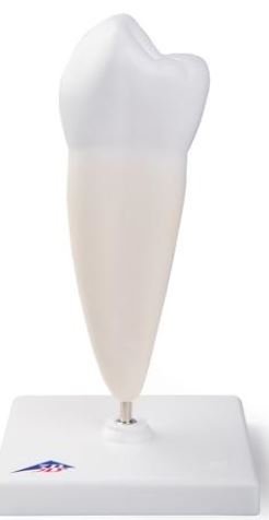Lower Single-Root Pre-Molar D10/3