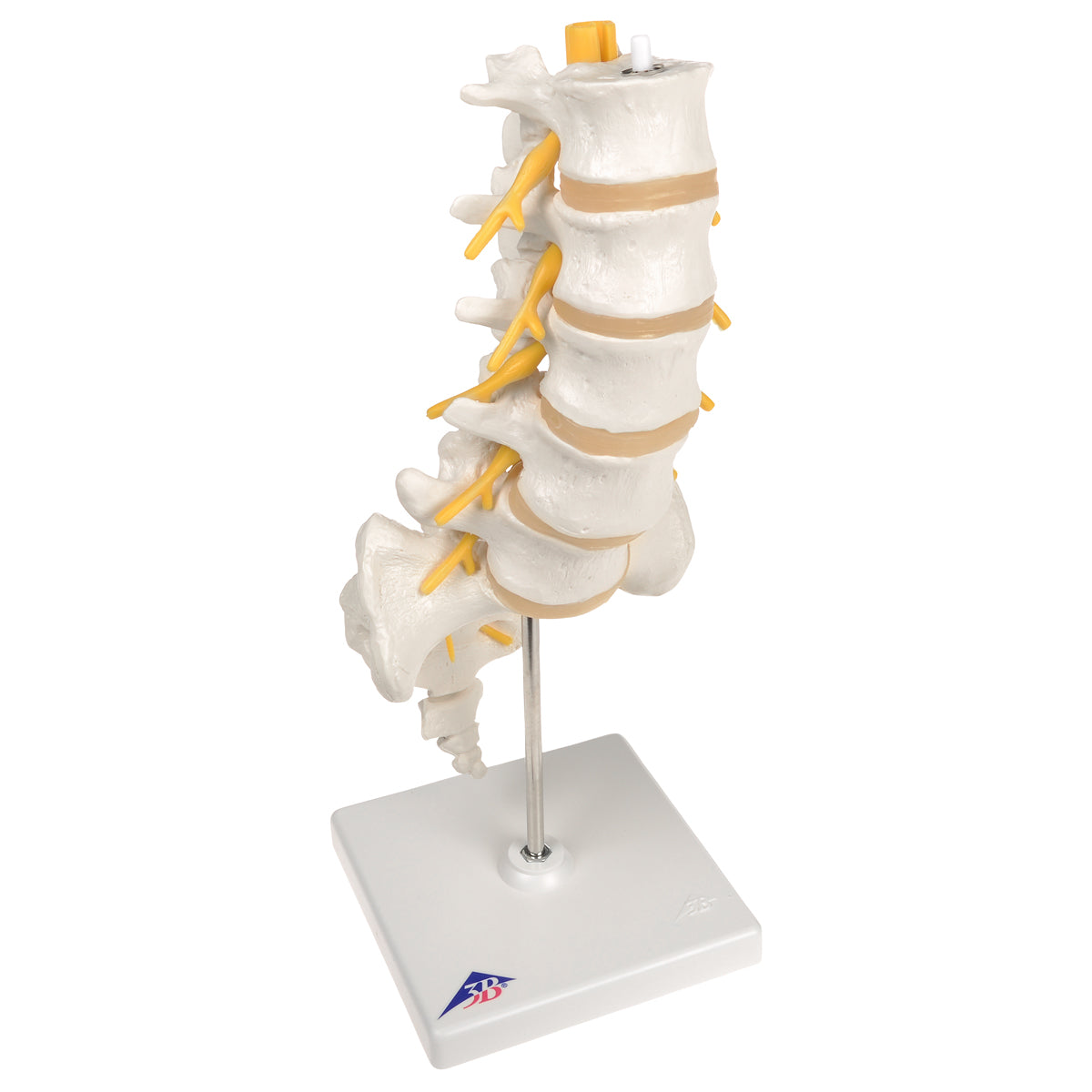 Lumbar Spinal Column A74