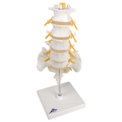 Lumbar Spinal Column A74 2