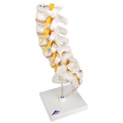 Lumbar Spinal Column A74 6