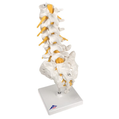 Lumbar Spinal Column A74 5