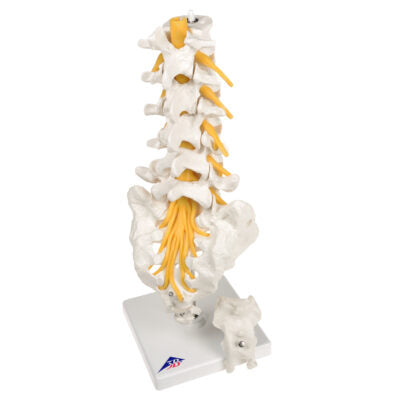 Lumbar Spinal Column A74 4