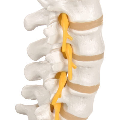 Lumbar Spinal Column A74 3