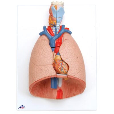 Lung Model with larynx, 7 part G15 1