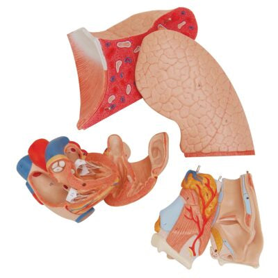 Lung Model with larynx, 7 part G15 2