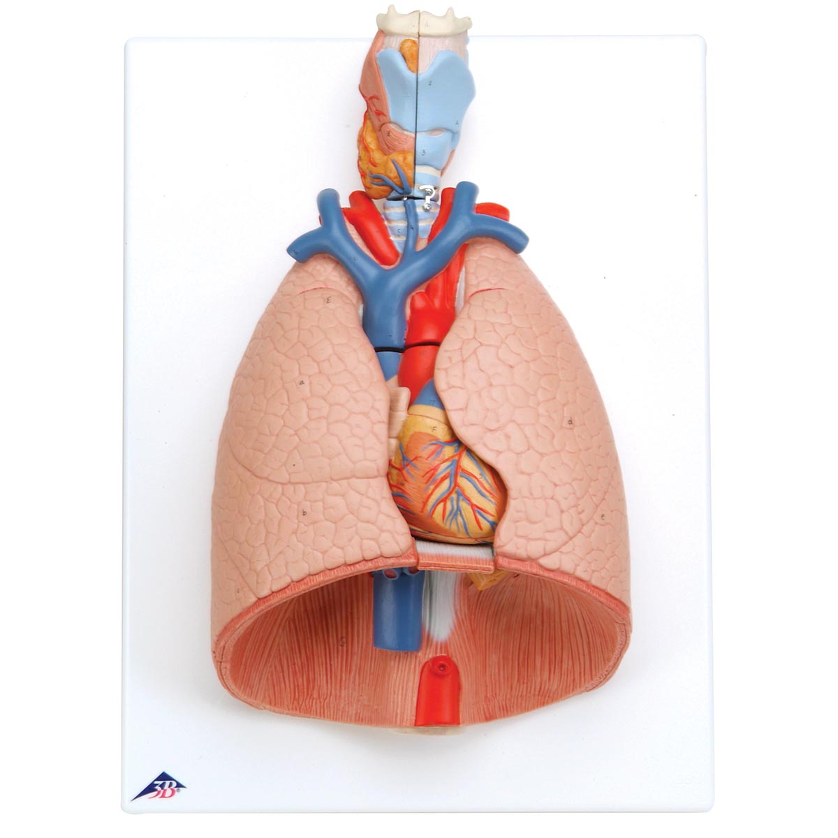 Lung Model with larynx, 7 part G15
