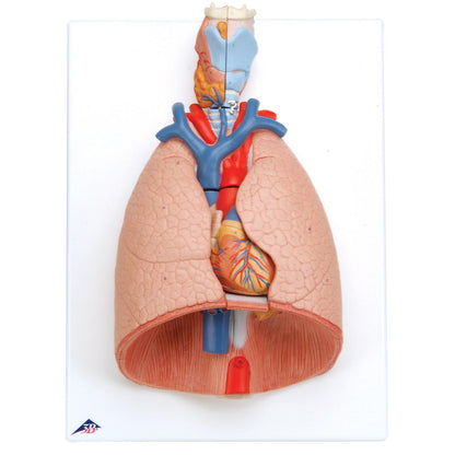 Lung Model with larynx, 7 part G15