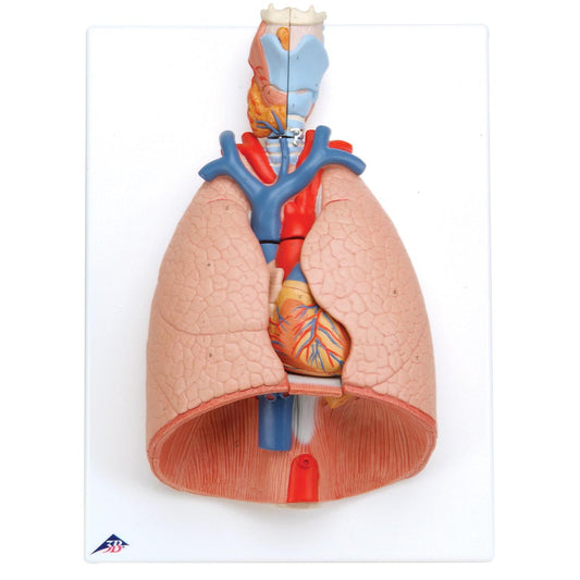 Lung Model with larynx, 7 part G15