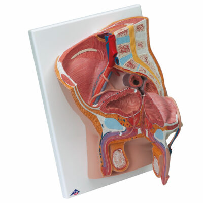Male Pelvis – 2 Part  H11 2