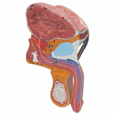 Male Pelvis – 2 Part  H11 3