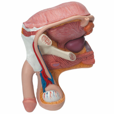 Male Pelvis – 2 Part  H11 4