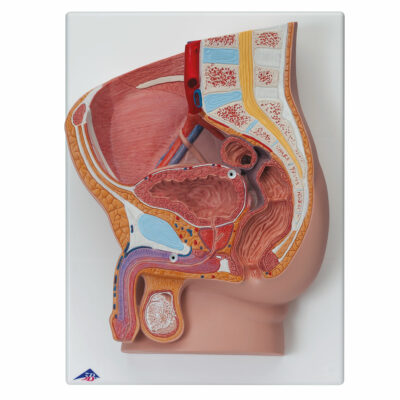 Male Pelvis – 2 Part  H11 1