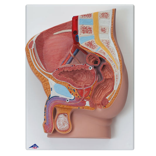 Male Pelvis – 2 Part  H11