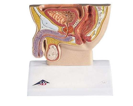 Male Pelvis Section – Half Life-Size H12