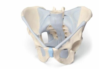Male Pelvis with Ligaments 2 Part  H21/2 1