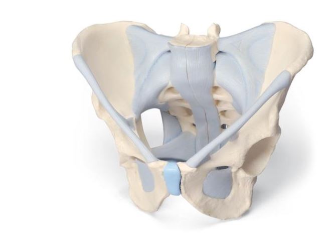 Male Pelvis with Ligaments 2 Part  H21/2