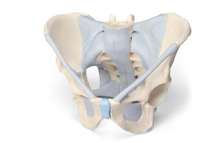 Male Pelvis with Ligaments 2 Part  H21/2