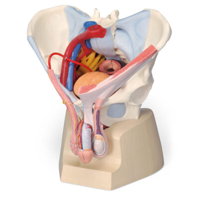 Male Pelvis with Ligaments, Vessels and  Nerves 7 Parts H21/3 1