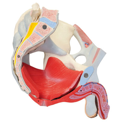 Male Pelvis with Ligaments, Vessels and  Nerves 7 Parts H21/3 2