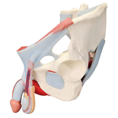 Male Pelvis with Ligaments, Vessels and  Nerves 7 Parts H21/3 3