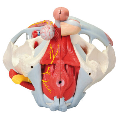 Male Pelvis with Ligaments, Vessels and  Nerves 7 Parts H21/3 4