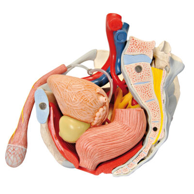 Male Pelvis with Ligaments, Vessels and  Nerves 7 Parts H21/3 5
