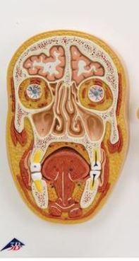 Median and Frontal Section of the Head  C13 3