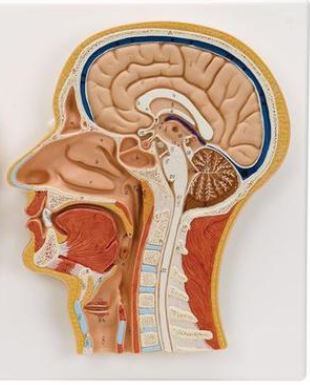 Median and Frontal Section of the Head  C13 2