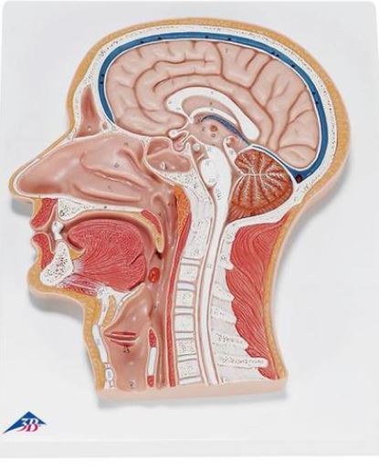 Median Section of the Head C12
