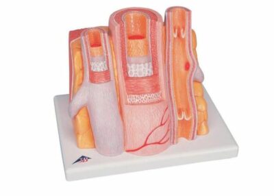Microanatomy Artery and Vein  14 times  Enlarged  G42 1