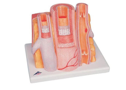 Microanatomy Artery and Vein  14 times  Enlarged  G42