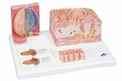 MICROanatomy Tongue D17 1