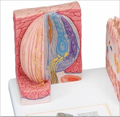 MICROanatomy Tongue D17 2