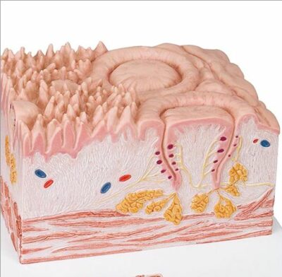 MICROanatomy Tongue D17 3