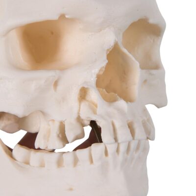 Microcephalic Skull A29/1 2