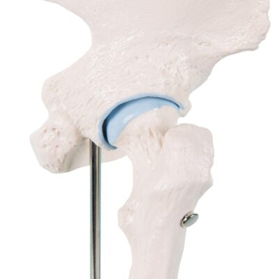 Mini Hip Joint with Cross Section  A84/1 3
