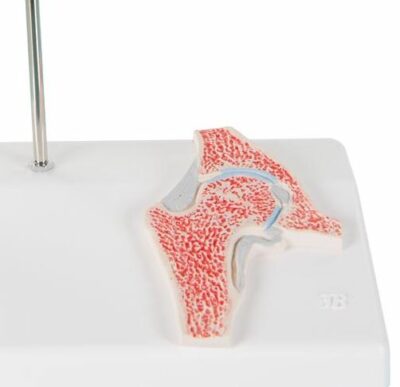 Mini Hip Joint with Cross Section  A84/1 2