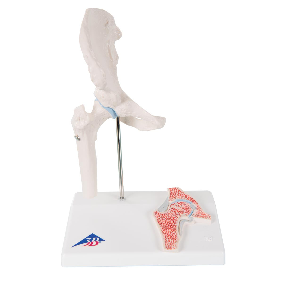 Mini Hip Joint with Cross Section  A84/1