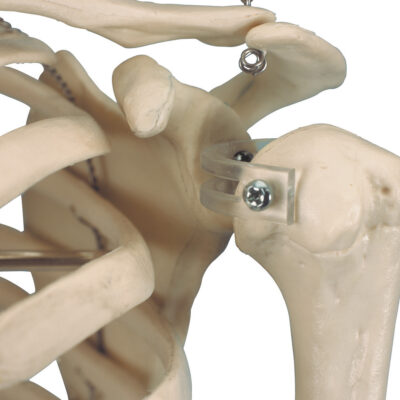 Mini Human Skeleton on Hanging Stand A18/1 2