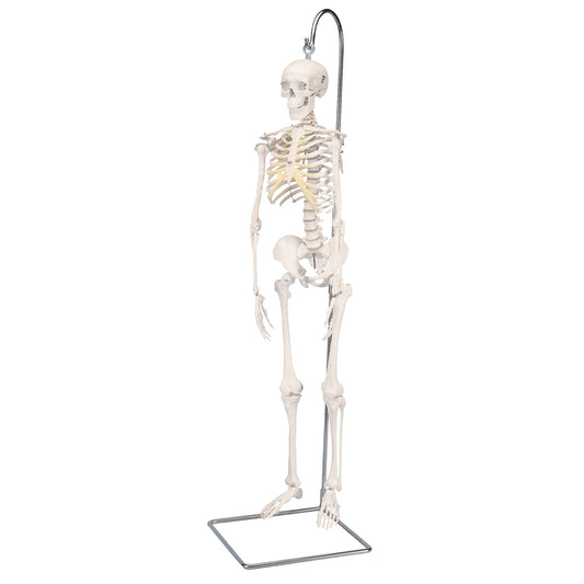 Mini Human Skeleton on Hanging Stand A18/1