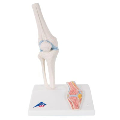 Mini Knee Joint with Cross Section A85/1 1