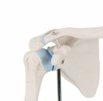 Mini Shoulder Joint with Cross Section   A86/1 1
