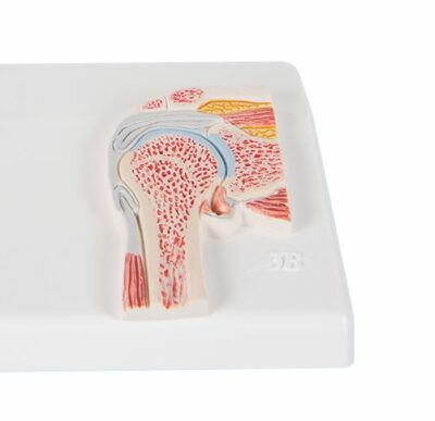 Mini Shoulder Joint with Cross Section   A86/1 2