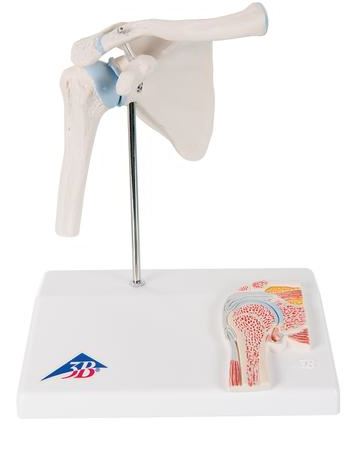 Mini Shoulder Joint with Cross Section   A86/1