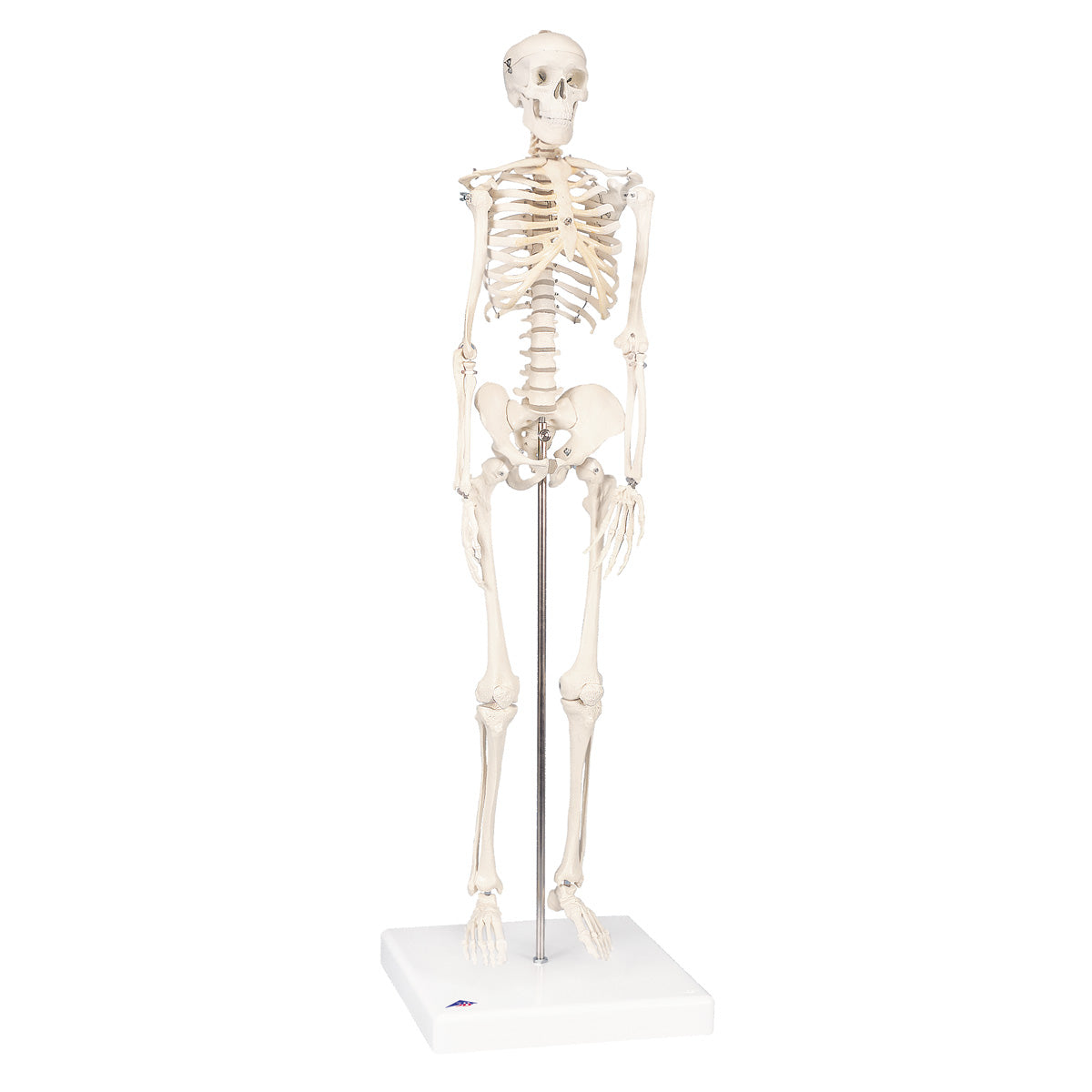 Mini Skeleton “Shorty” Mounted on a  Base  A18