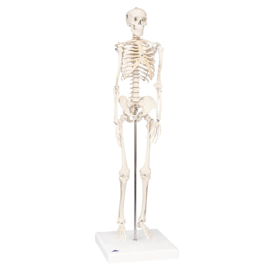 Mini Skeleton “Shorty” Mounted on a  Base  A18