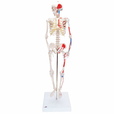 Mini Skeleton Shorty with Painted Muscles on Base A18/5 1