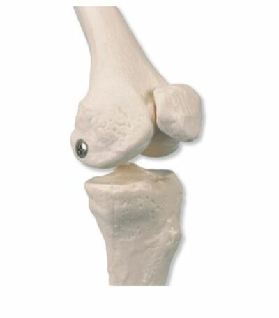 Mini Skeleton Shorty with Painted Muscles on Base A18/5 2