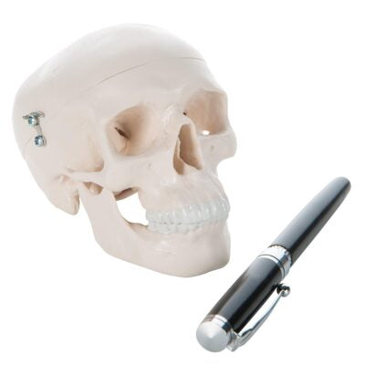 Mini Skull, 3-Part  A18/15 4