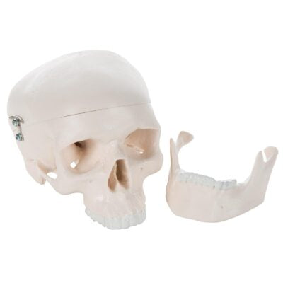 Mini Skull, 3-Part  A18/15 2
